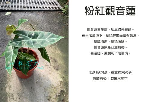 粉紅龍觀音蓮|【觀音蓮養護心得】種植方法 介質 照顧 繁殖 肥料 神真水5號 雨。